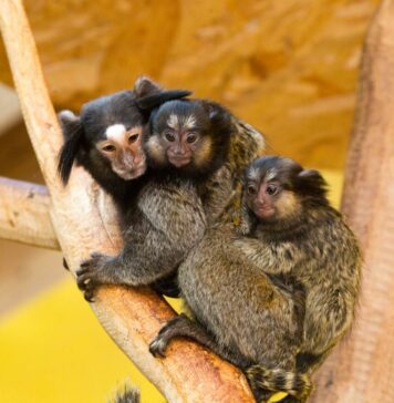 Prenova živalskega vrta Ljubljana: Kaj prinaša obsežen načrt? #video