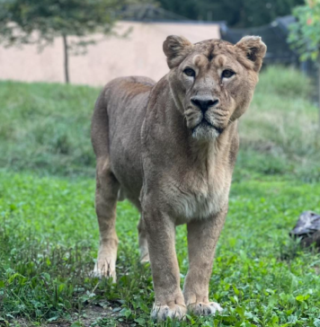 Čajino srce se je ustavilo! Poglejte ganljivo zgodbo o prijateljstvu in ljubezni #video