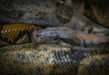 Znanstveniki ustvarili revolucionarni protistrup s pomočjo izjemnega moškega