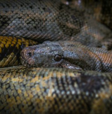 Znanstveniki ustvarili revolucionarni protistrup s pomočjo izjemnega moškega
