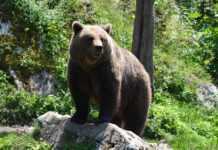 Medvedji napad pri Škofljici: Življenje napadene ženske v nevarnosti