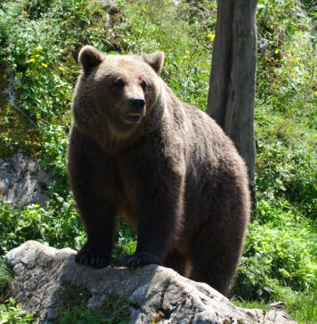 Moški pobegnil pred medvedko v Dolenji Brezovici: Gre za isto medvedko, ki je že napadla?
