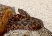 Tragičen dogodek: Ugriz modrasa s smrtnim izidom po več desetletjih