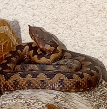 Tragičen dogodek: Ugriz modrasa s smrtnim izidom po več desetletjih