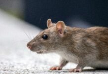 Podgane na ljubljanskih ulicah: grožnja zdravju in varnosti