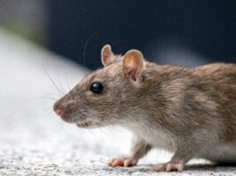 Podgane v Miklošičevem parku: Ljubljančani zahtevajo ukrepe