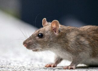 Podgane v Miklošičevem parku: Ljubljančani zahtevajo ukrepe