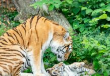 Tragična usoda: Evtanazija treh tigrovih mladičev v Leipzigu sproža etične razprave in zgražanje javnosti