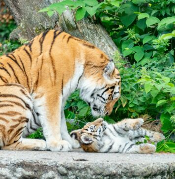 Tragična usoda: Evtanazija treh tigrovih mladičev v Leipzigu sproža etične razprave in zgražanje javnosti