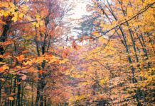 Vreme med krompirjevimi počitnicami: Pričakujte sonce in dež