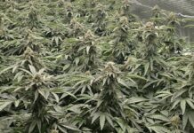 Kriminalisti na Viču odkrili sofisticirano gojišče konoplje