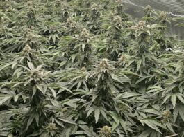 Kriminalisti na Viču odkrili sofisticirano gojišče konoplje