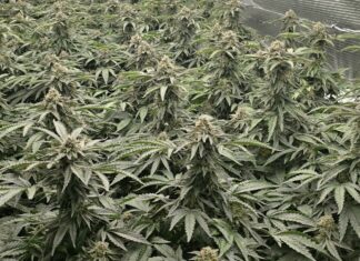 Kriminalisti na Viču odkrili sofisticirano gojišče konoplje