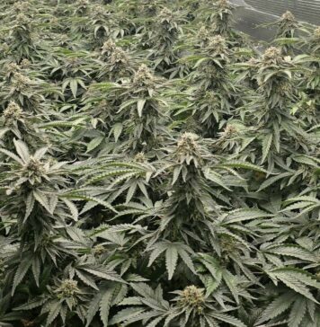 Kriminalisti na Viču odkrili sofisticirano gojišče konoplje