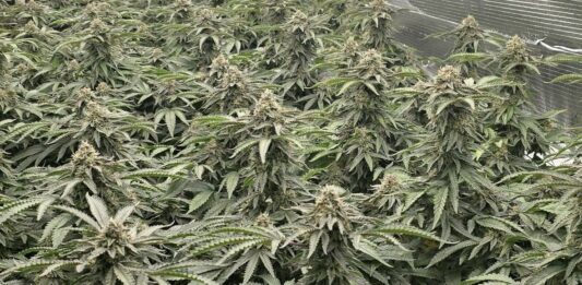 Kriminalisti na Viču odkrili sofisticirano gojišče konoplje