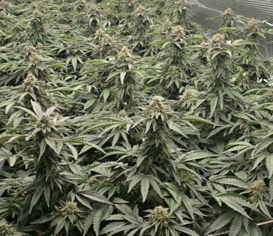 Kriminalisti na Viču odkrili sofisticirano gojišče konoplje