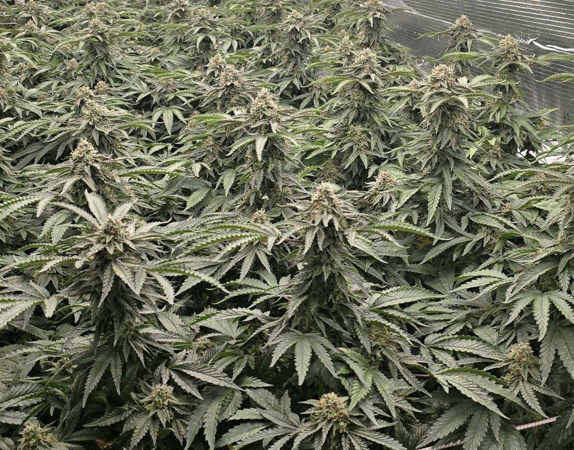 Kriminalisti na Viču odkrili sofisticirano gojišče konoplje