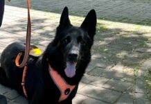 Terapevtski psi zdaj tudi med odraslimi pacienti UKC Ljubljana: “Živali zdravijo drugače kot zdravila”